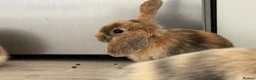 Mini Lop rabbits for sale: 13 baby bunnies -two litters ready mid-end of July - Advert 27