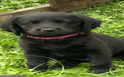 Labradoodle dogs for sale: Ready to go! Fantastic F1 Labradoodles (black) - Image 36