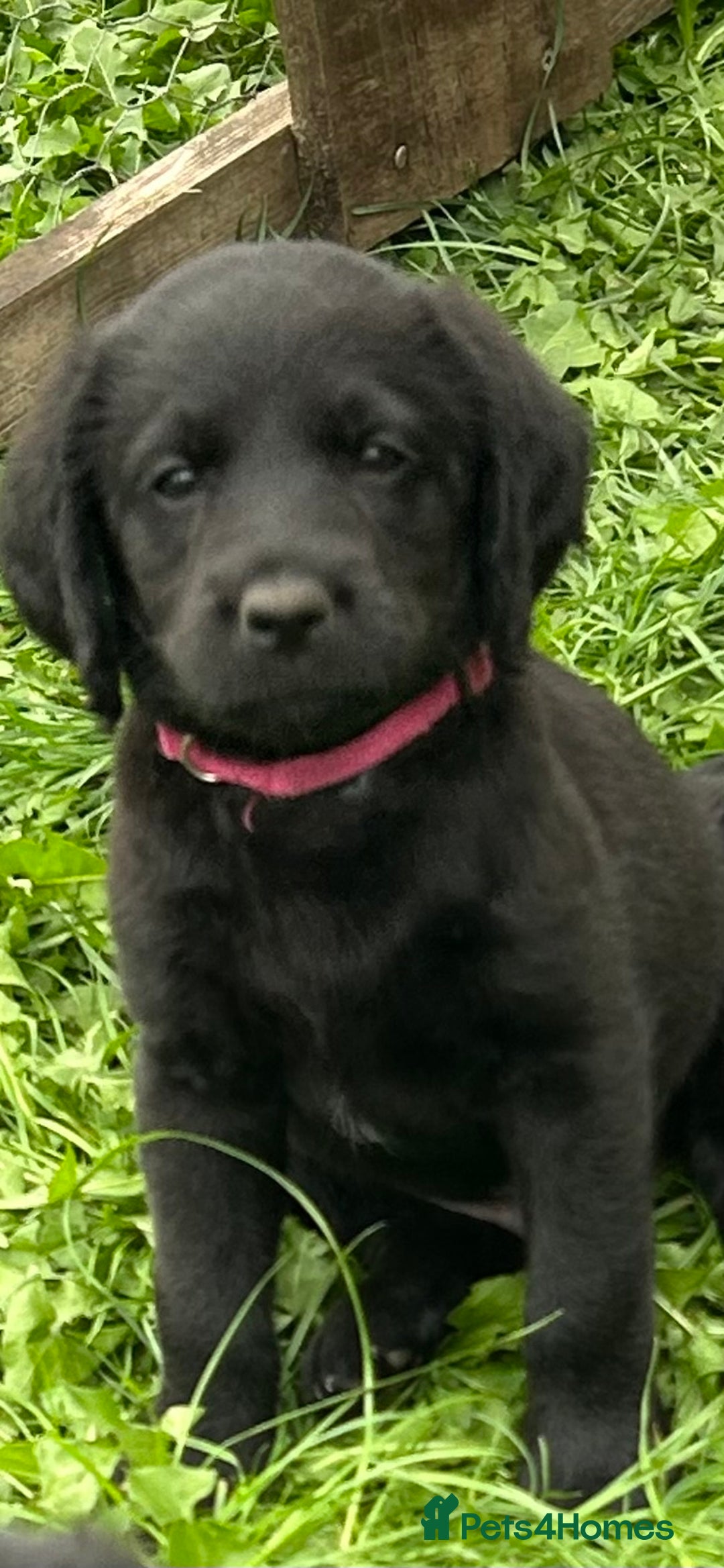 Labradoodle dogs for sale: Ready to go! Fantastic F1 Labradoodles (black) - Image 36