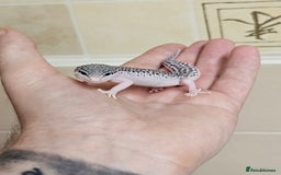 Leopard Gecko reptiles for sale: Supersnows leopard geckos normal and albino  - Image 4