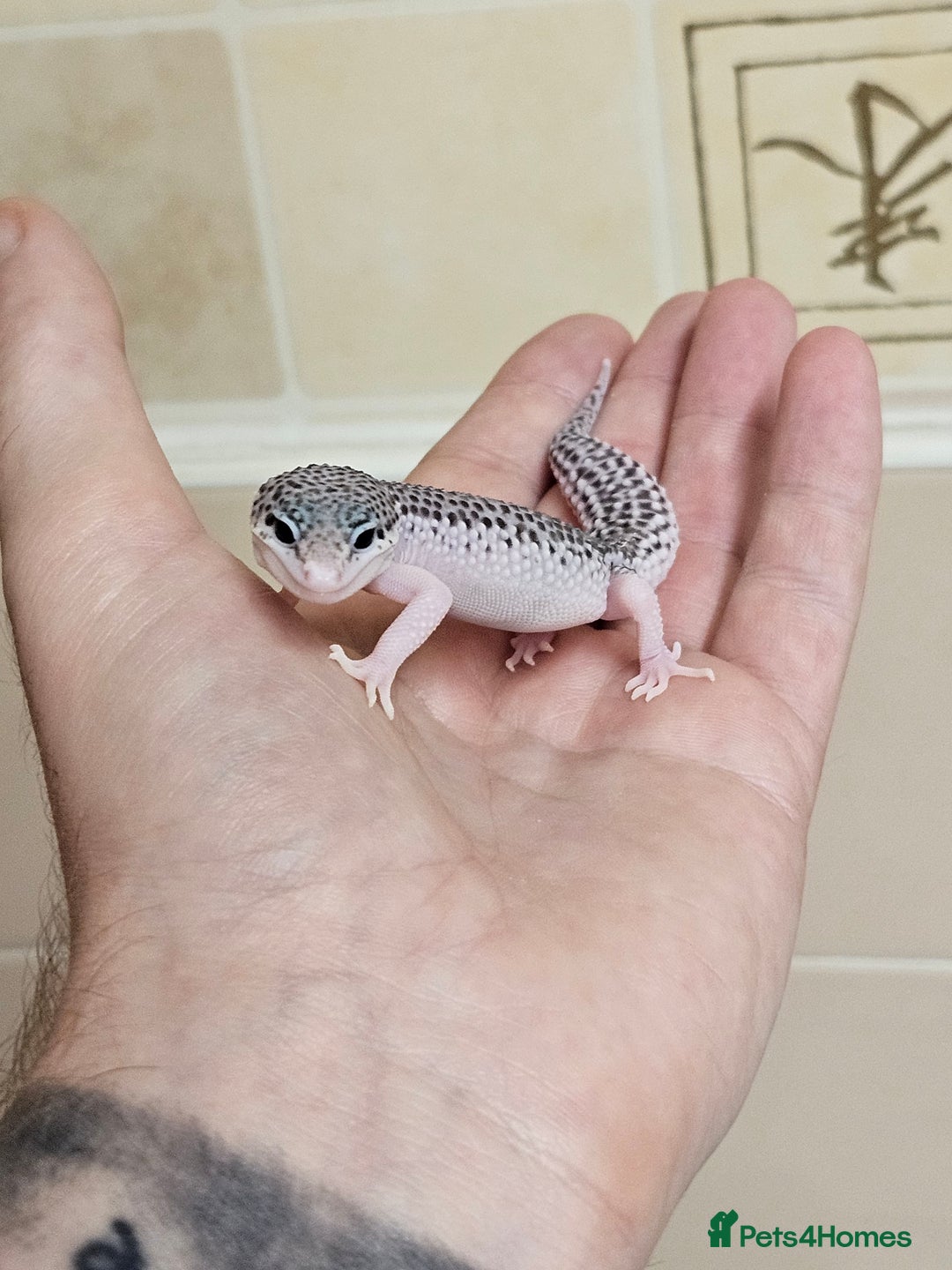 Leopard Gecko reptiles for sale: Supersnows leopard geckos normal and albino  - Image 4