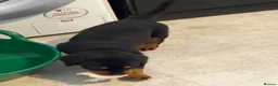 Rottweiler dogs for sale: Pure Breed Rottweiler  - Advert 13