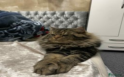 Siberian cats for sale: Male  - Image 6