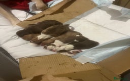 American Bull Staffy dogs for sale: 5 Girls 3 Boys American bull staffy pups  - Image 1