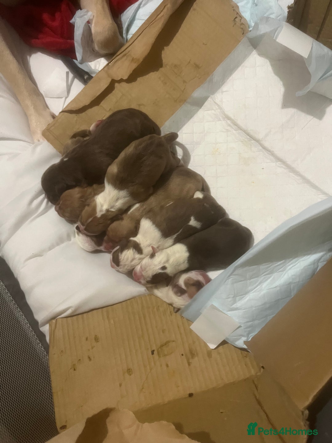 American Bull Staffy dogs for sale: 5 Girls 3 Boys American bull staffy pups  - Image 1