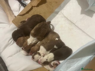 American Bull Staffy dogs - Advert 17