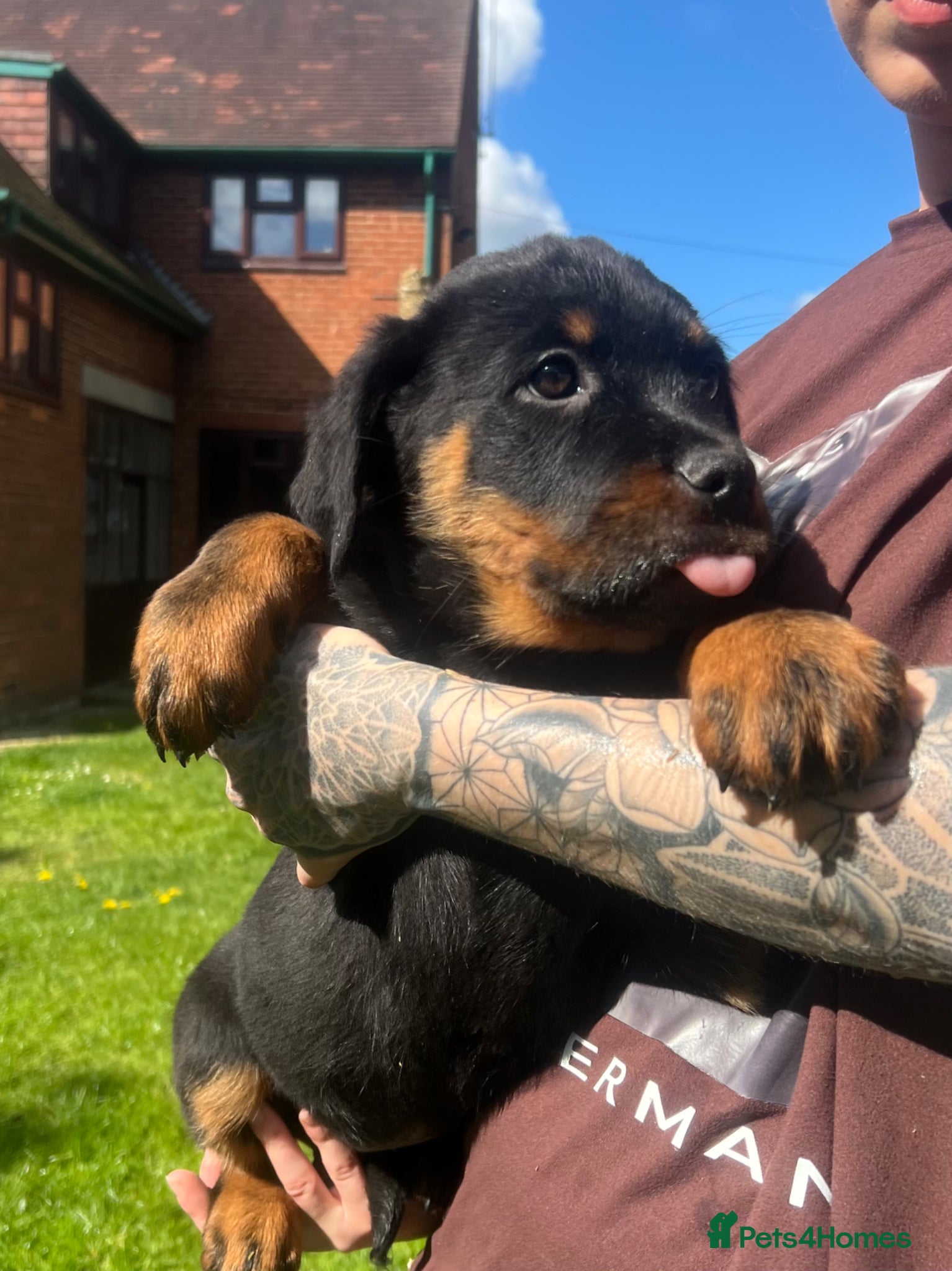 Rottweiler dogs beautiful girl is looking for her forever home 💕 - Advert 2