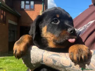 Rottweiler dogs beautiful girl is looking for her forever home 💕 - Advert 2