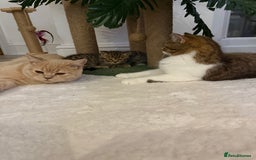 British Longhair cats for sale: Scottish Straights Longhair and Shorthair - Image 8