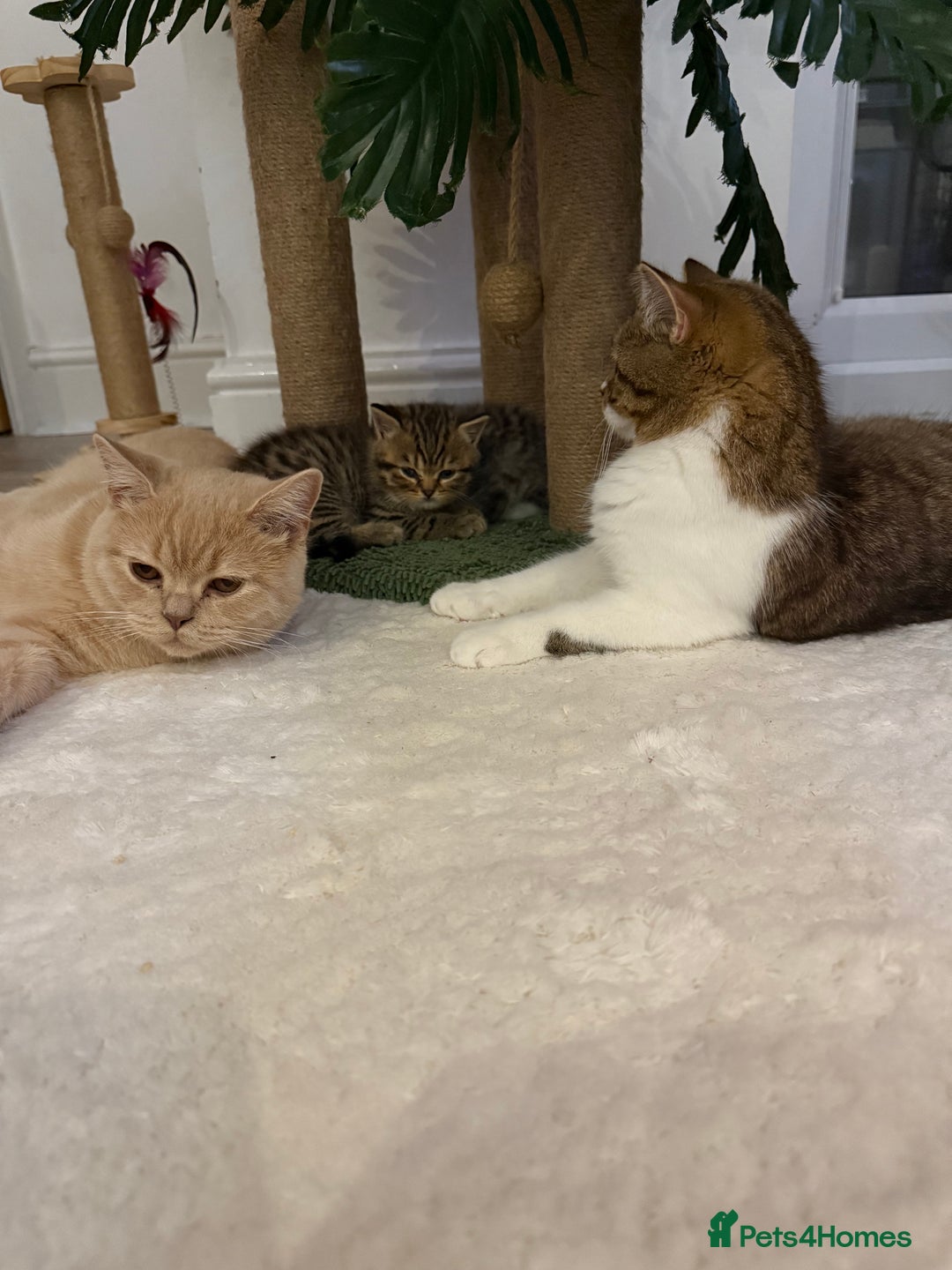 British Longhair cats for sale: Scottish Straights Longhair and Shorthair - Image 8