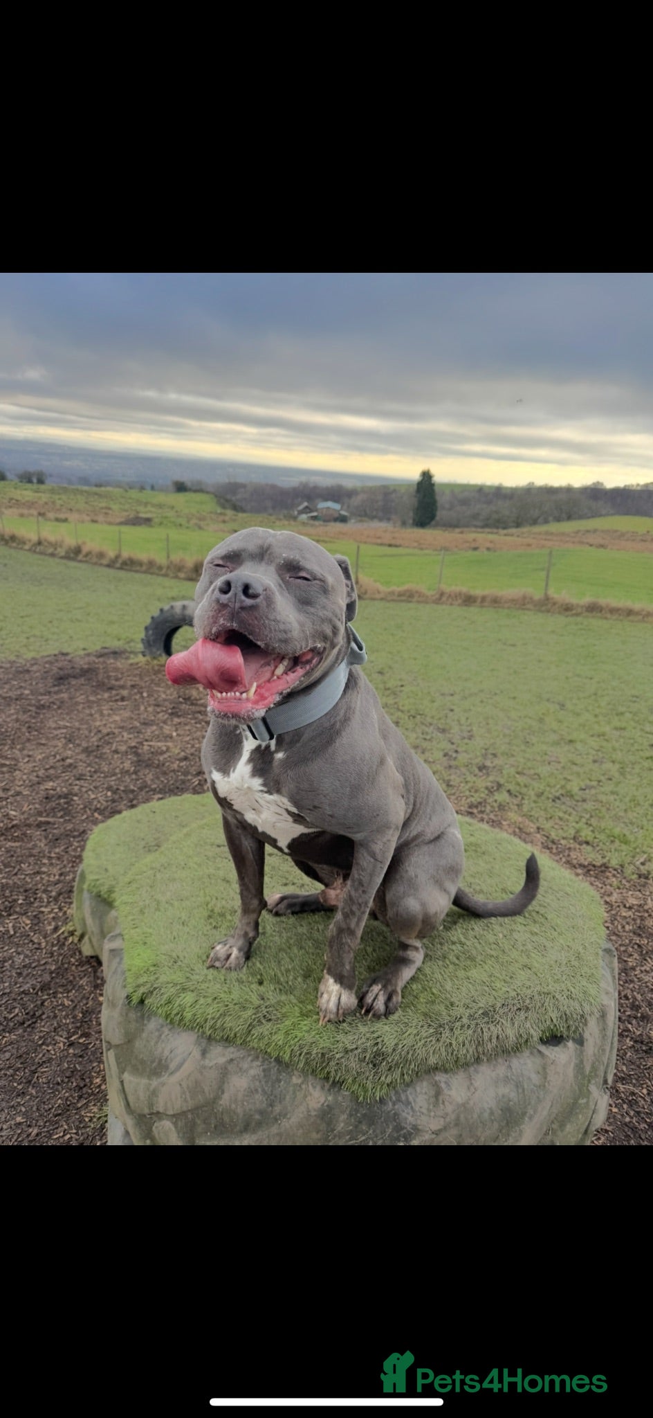 American Bulldog dogs Arlo ❤️ - Advert 1