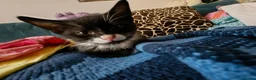 Mixed Breed cats for sale: Kitten- boy in Bristol - Advert 2
