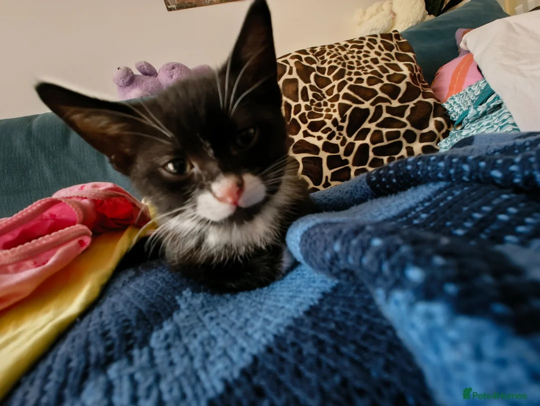 Mixed Breed cats for sale: Kitten- boy in Bristol - Advert 2