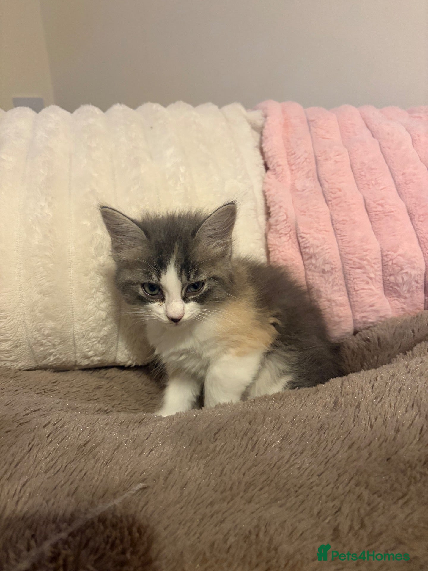 Ragdoll cats Ragdoll Hybrids (Norwegian Forest 25%) - Advert 4