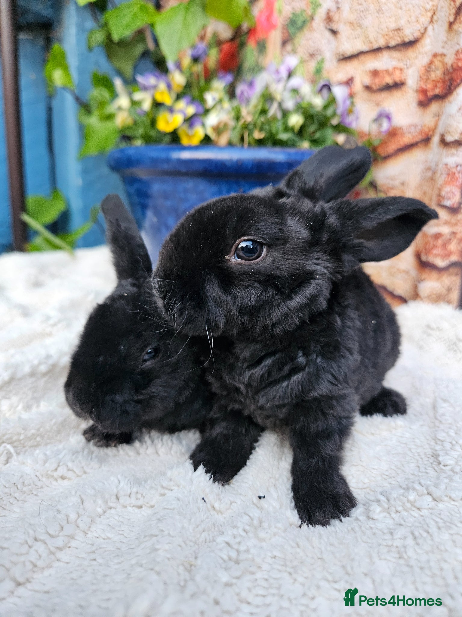 Rex rabbits Velveteen Litter  - Advert 2