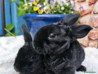 Rex rabbits Velveteen Litter - Advert 2