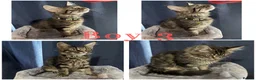 Maine Coon cats for sale: TICA EXCEPTIONAL GIANT & GENTLE MAINE COON KITTENS in Greenford - Advert 30