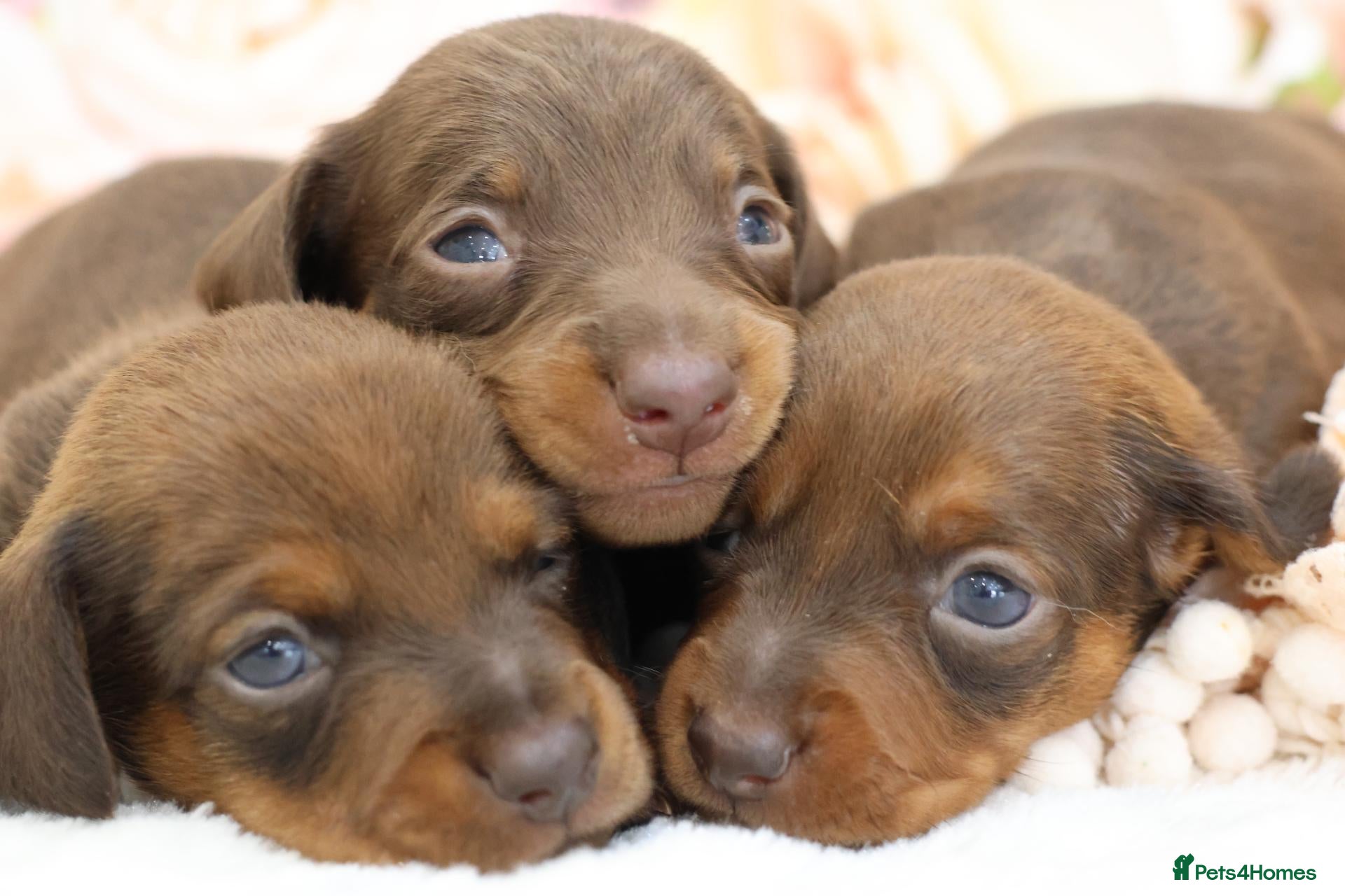 Miniature Dachshund dogs KC Miniature Dachshund Puppies - Advert 16
