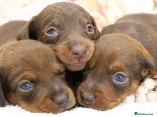 Miniature Dachshund dogs KC Miniature Dachshund Puppies - Advert 16