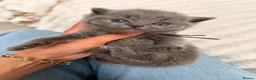 British Shorthair cats for sale: TICA Blue British Shorthair Kittens - Pet homes 💙 in Rushden - Advert 17