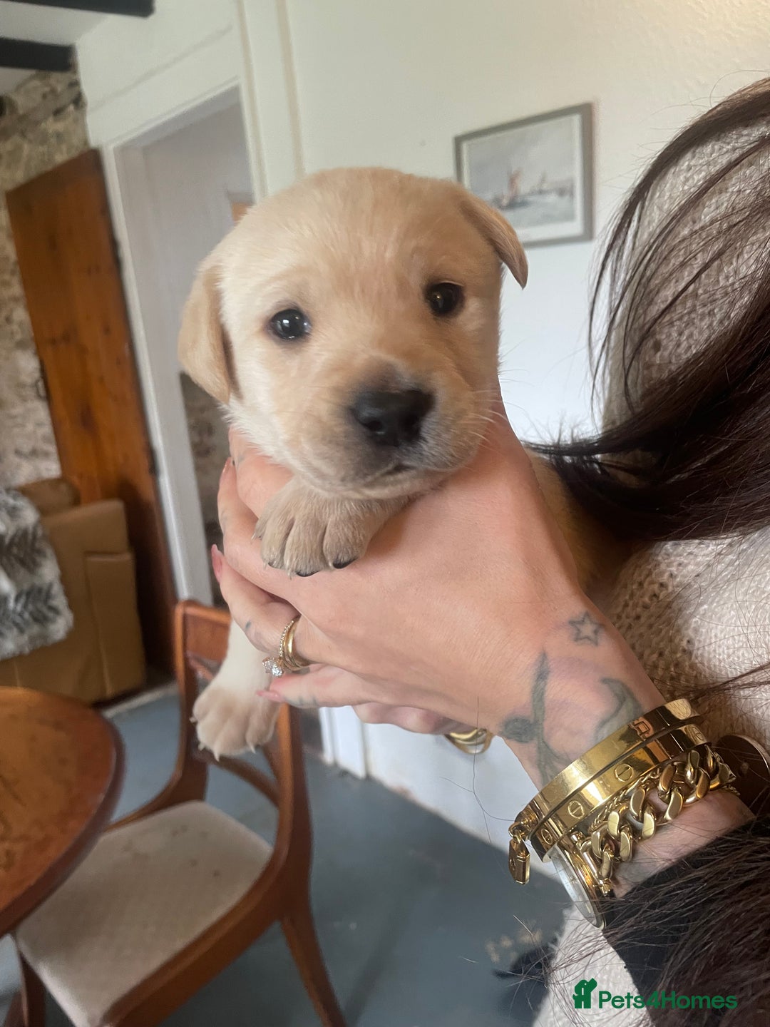 Labrador Retriever dogs for sale: Yellow and black lab puppies - Advert 8