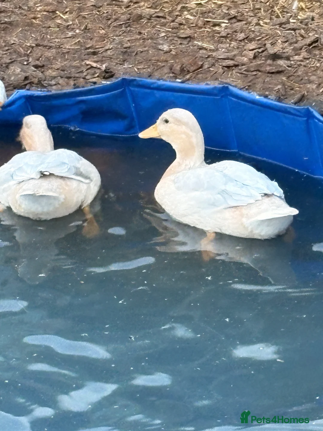 Ducks poultry for sale: Call ducks for sale  - Advert 10