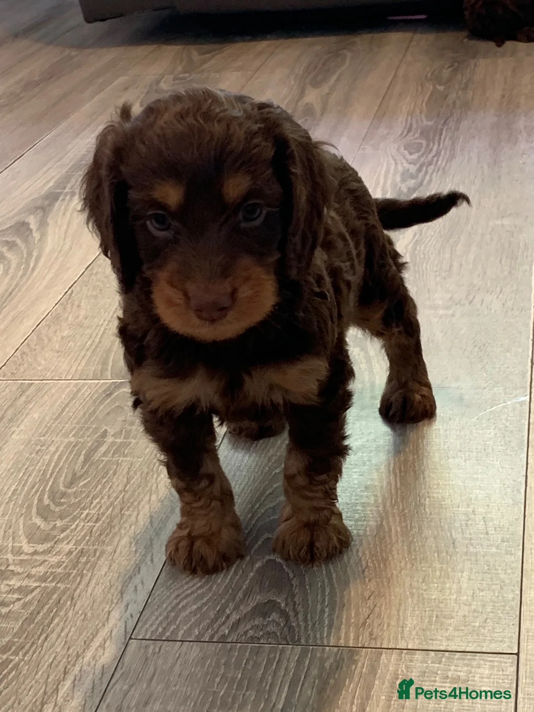 Cockapoo dogs for sale: Healthy toy cockapoo companions  - Advert 2