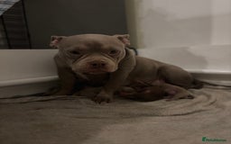 American Bully dogs for sale: Miniature micro bully puppies - Image 2