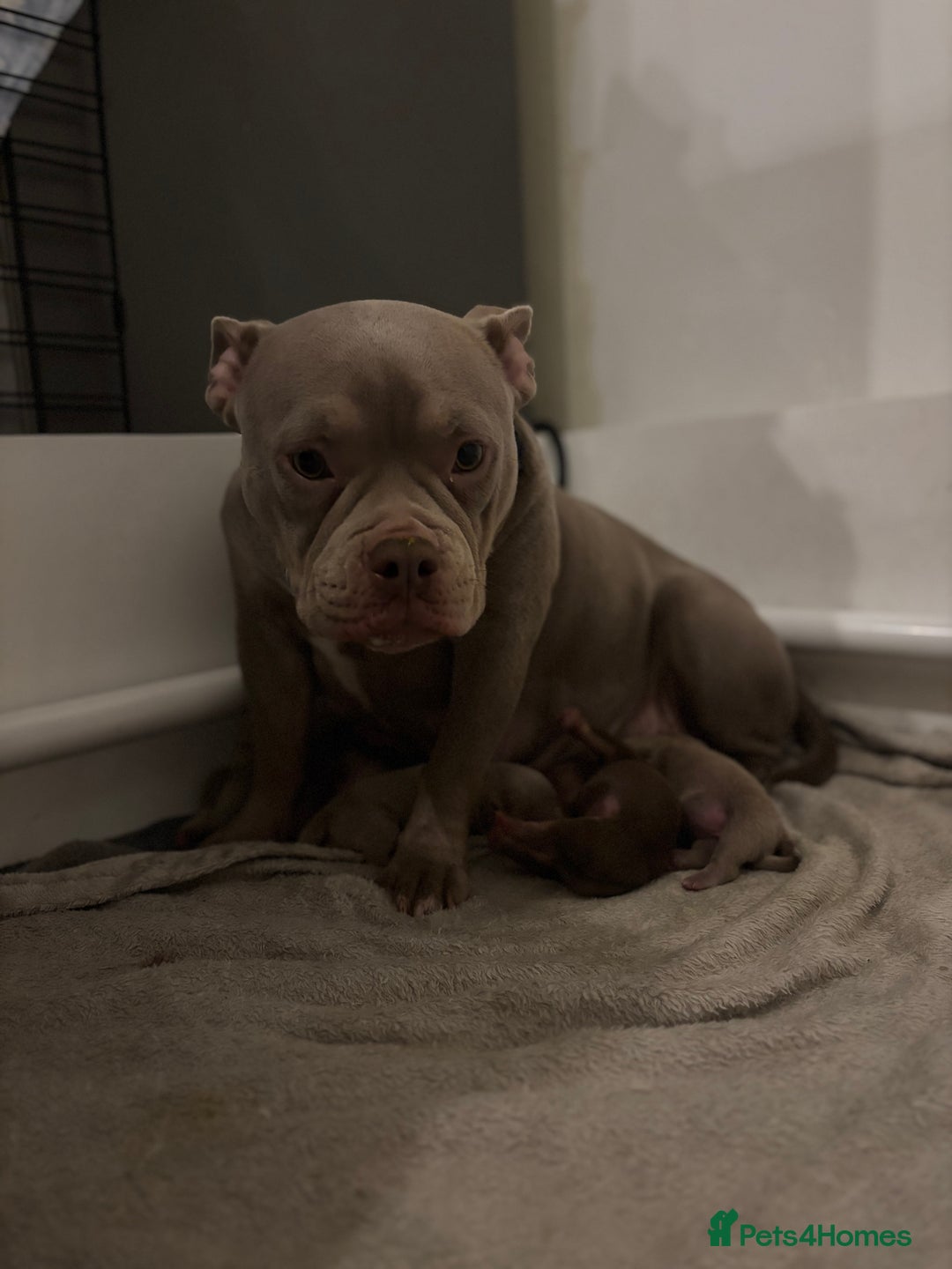 American Bully dogs for sale: Miniature micro bully puppies - Image 2