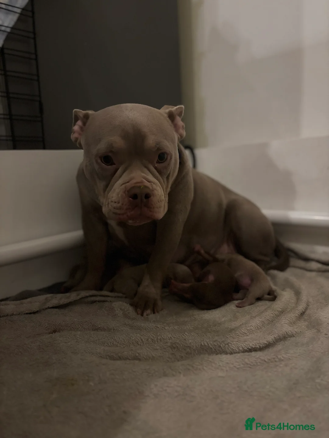 American Bully dogs for sale: New vids litter available in 5 weeks read ad  - Advert 9