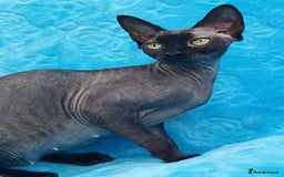 Sphynx cats for sale: Rebeka - Image 5