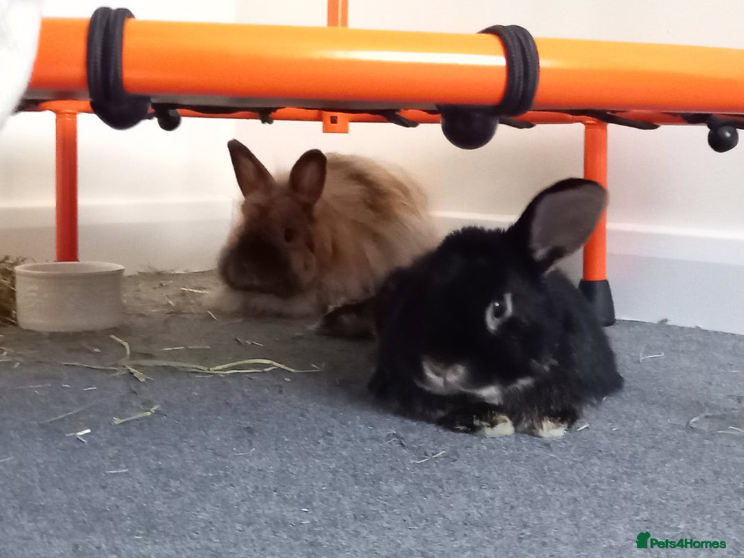 Mixed Breed rabbits for sale: Bonded pair looking for retirement home - Advert 3
