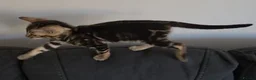 Bengal cats for sale: Outstanding Tica registered pure bengal kitten's - Advert 32