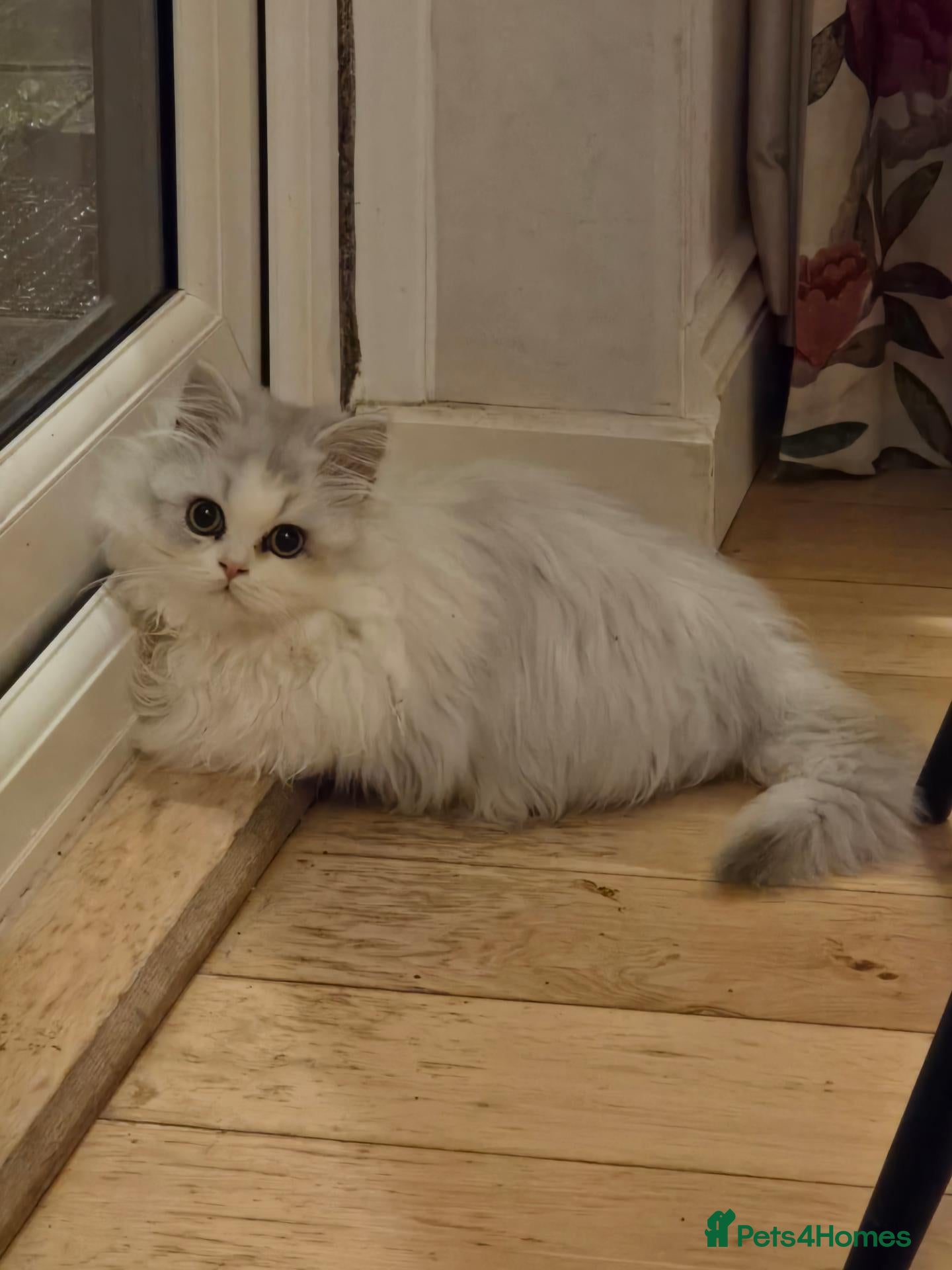 Munchkin cats 2 munchkin kittens  - Advert 2