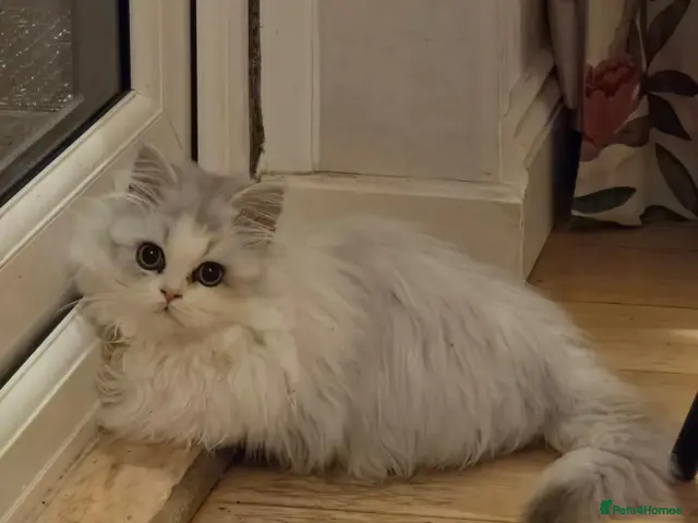 Munchkin cats for sale: 2 munchkin kittens - Advert 2