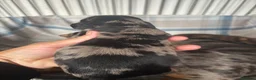 Dachshund dogs for sale: Miniature dachshund - Advert 16