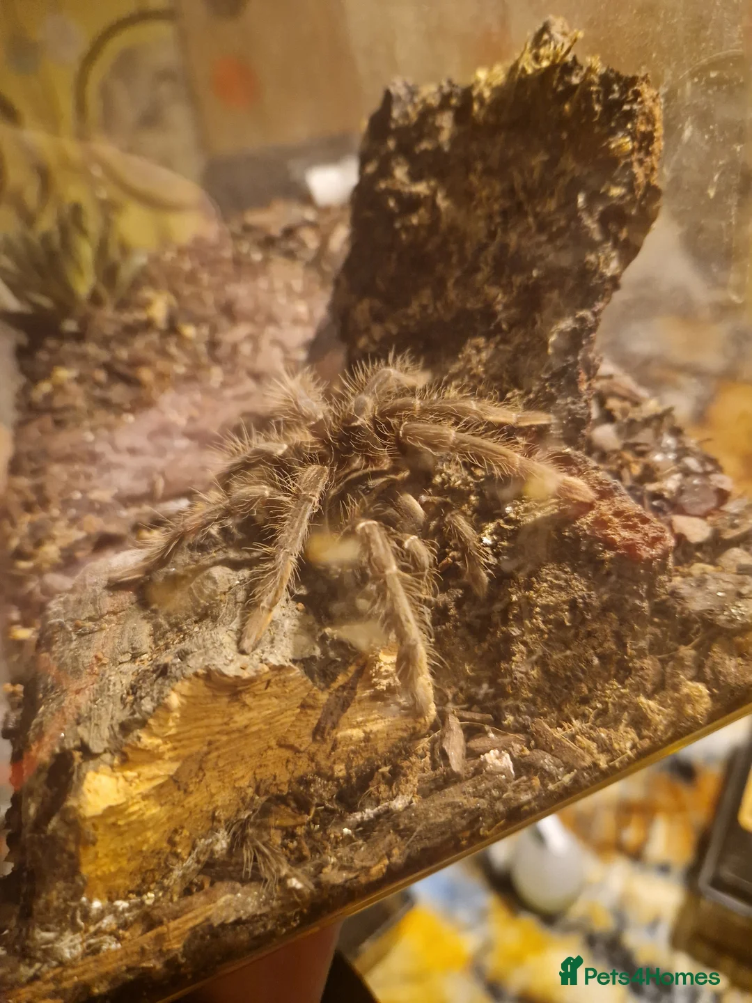 Tarantulas invertebrates for sale: Tarantulas for sale  in Worcester - Advert 1