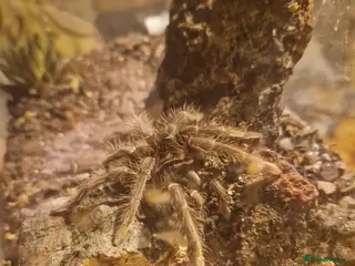 Tarantulas invertebrates Tarantulas for sale - Advert 9