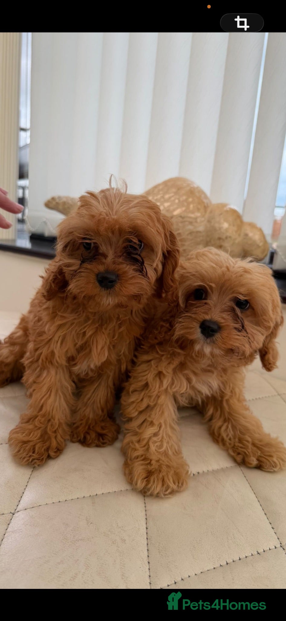 Cavapoo dogs Two boys remaining fully vaccinated ! - Advert 1