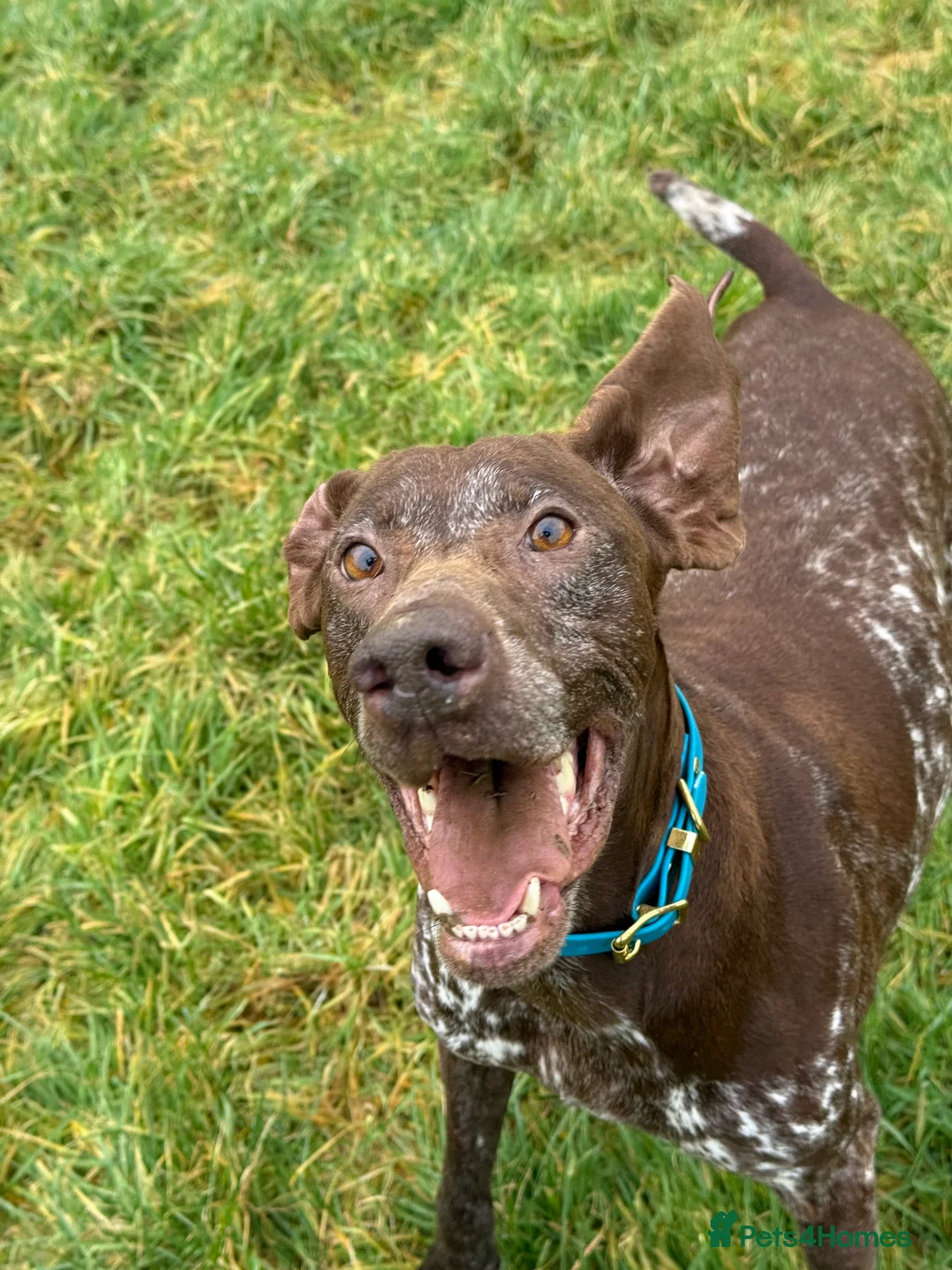 German Shorthaired Pointer dogs for sale: KC German Shorthaired Pointer Puppies - Advert 30