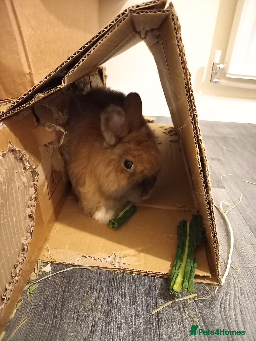 Mixed Breed rabbits for sale: Bonded pair looking for retirement home - Advert 6