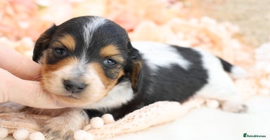 Miniature Dachshund dogs KC Longhair Miniature Dachshund Puppies - Advert 16