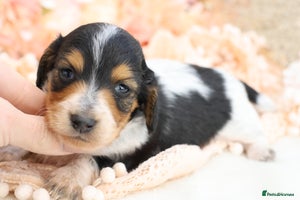 Miniature Dachshund dogs KC Longhair Miniature Dachshund Puppies - Advert 16