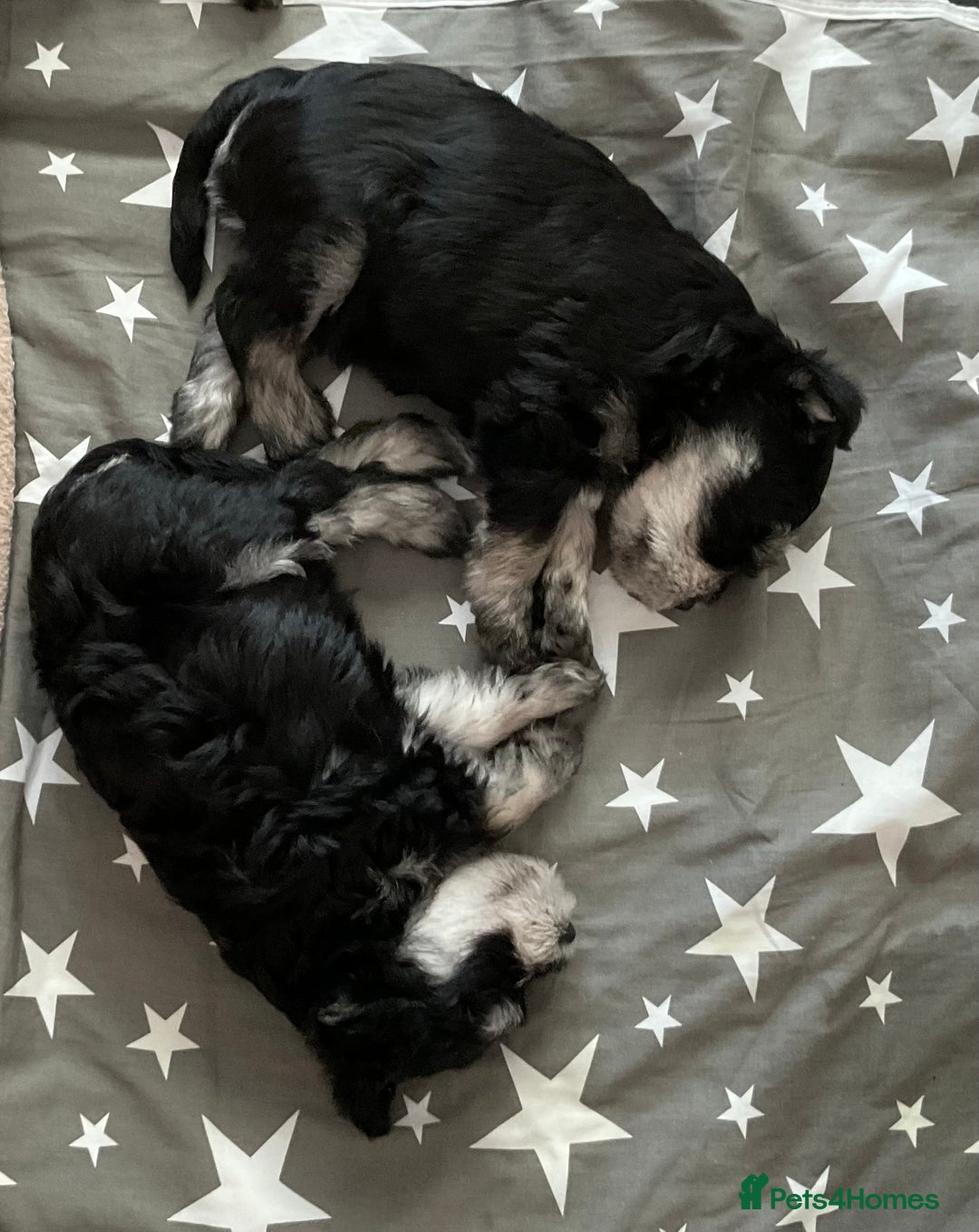 Miniature Schnauzer dogs for sale: BLACK AND SILVER PUPPIES EXCEPTIONAL PEDIGREE - Image 9