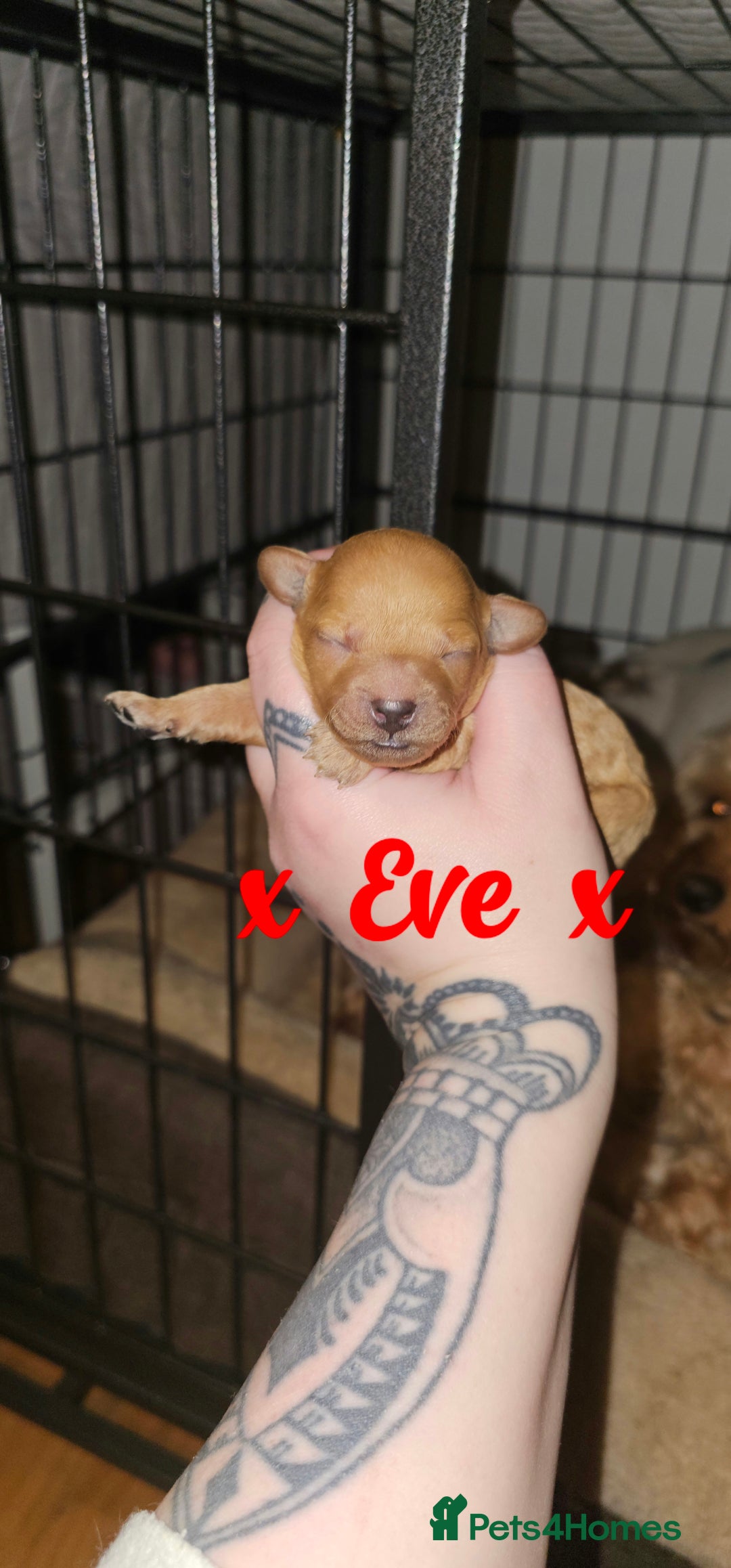 Cavapoo dogs for sale: Delightful Cavapoo puppies - Advert 16