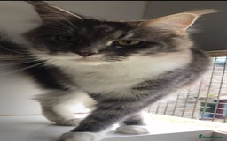 Maine Coon cats for sale: Maine coon kittens - Image 15