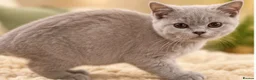 Brazilian Shorthair cats for sale: 💙💙💙💙Lilac & Blue Kittens 💙💙💙💙 - Advert 6