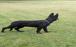 German Shepherd dogs for sale: German Shepherd puppies  in Scunthorpe - Image 5