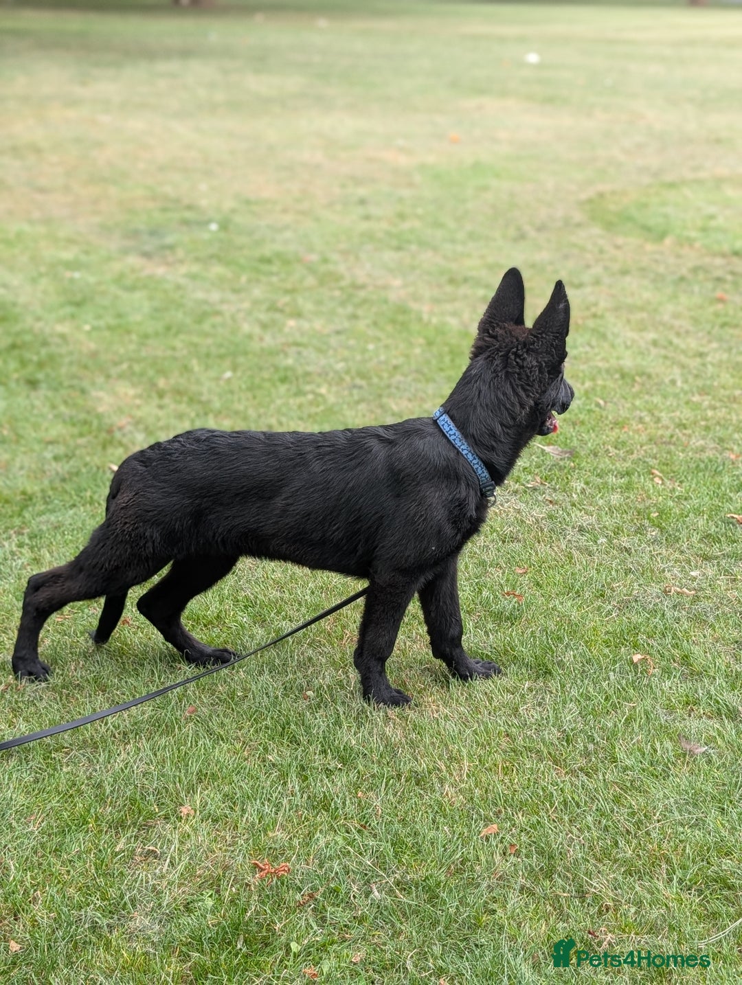 German Shepherd dogs for sale: German Shepherd puppies  in Scunthorpe - Image 5