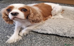 Cavalier King Charles Spaniel dogs for sale: Beautiful Blenheim puppies  - Image 8